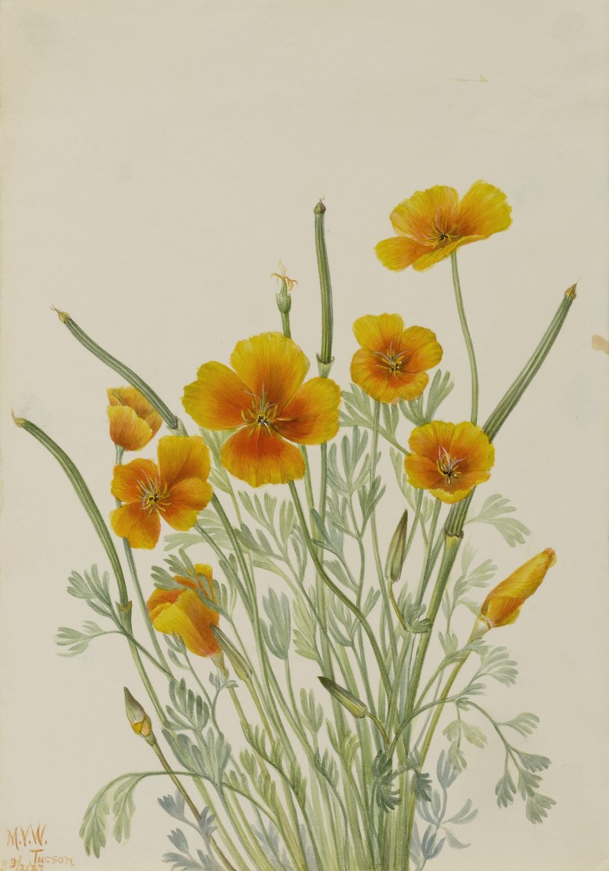  av Mary Vaux Walcott