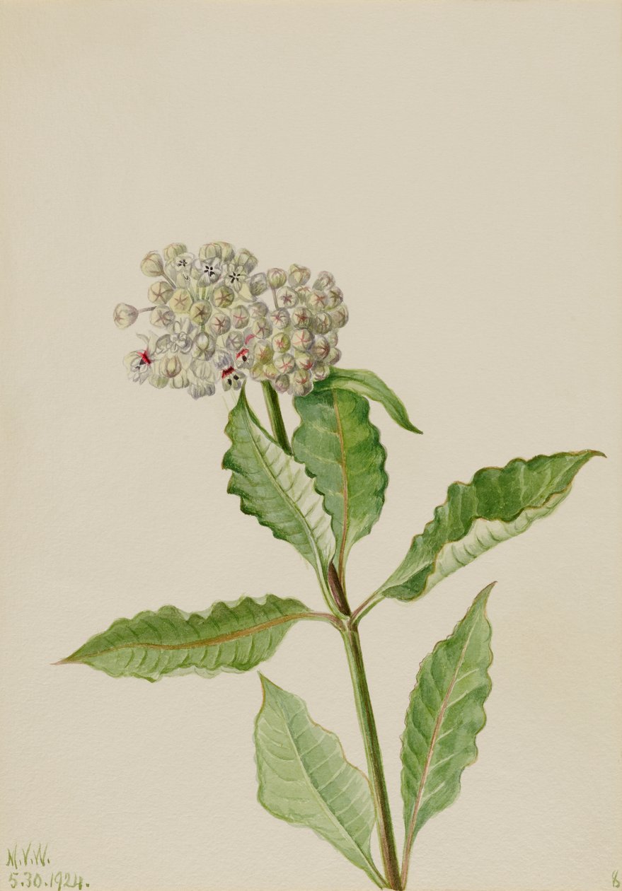  av Mary Vaux Walcott
