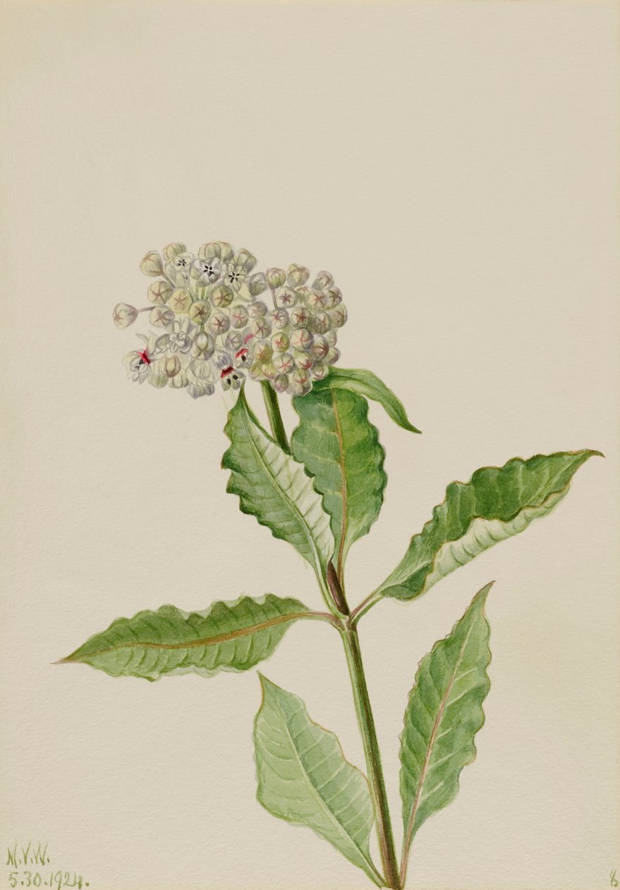 Milkweed Ascelpias, 1924. av Mary Vaux Walcott
