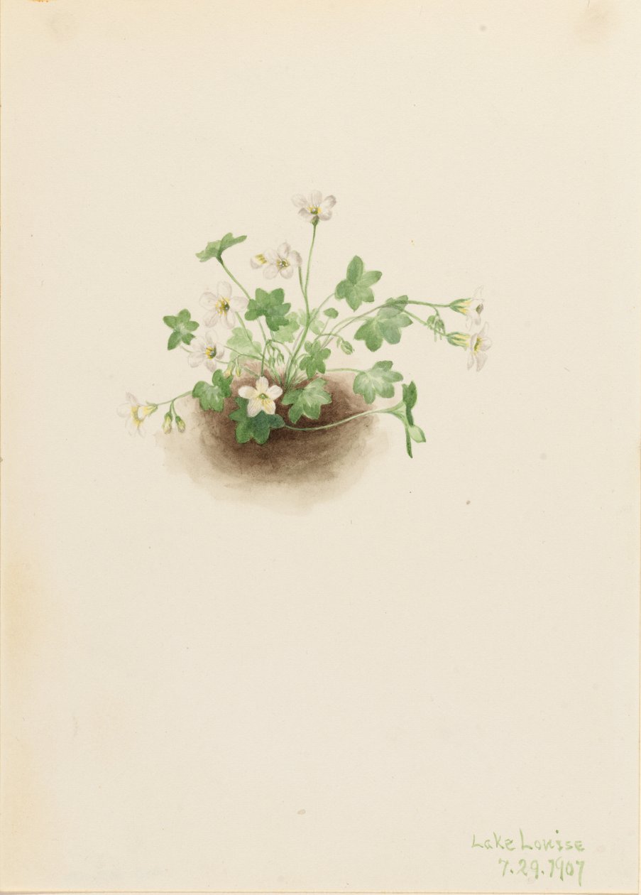  av Mary Vaux Walcott