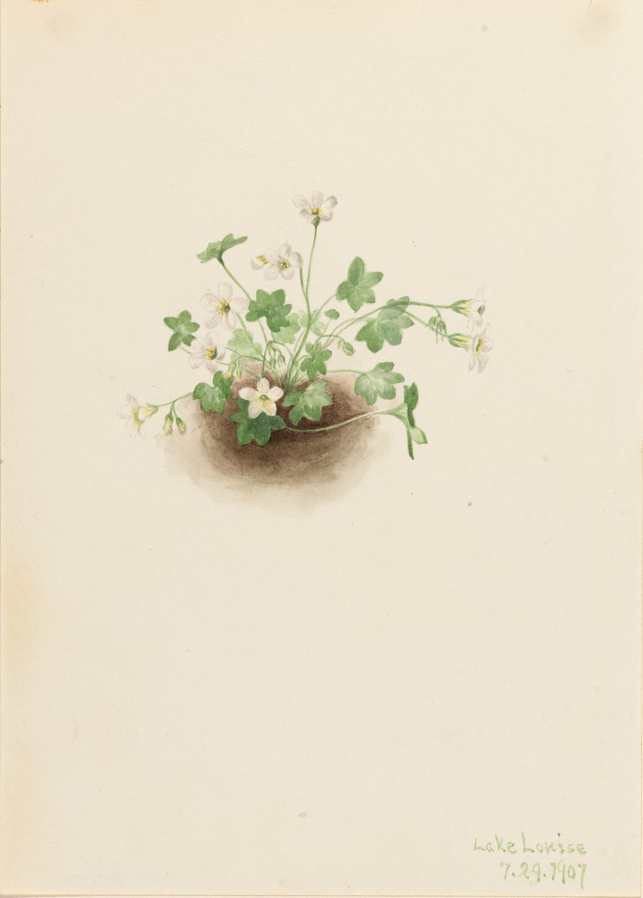 Mistmaiden Romanzoffia sitchensis, 1907. av Mary Vaux Walcott