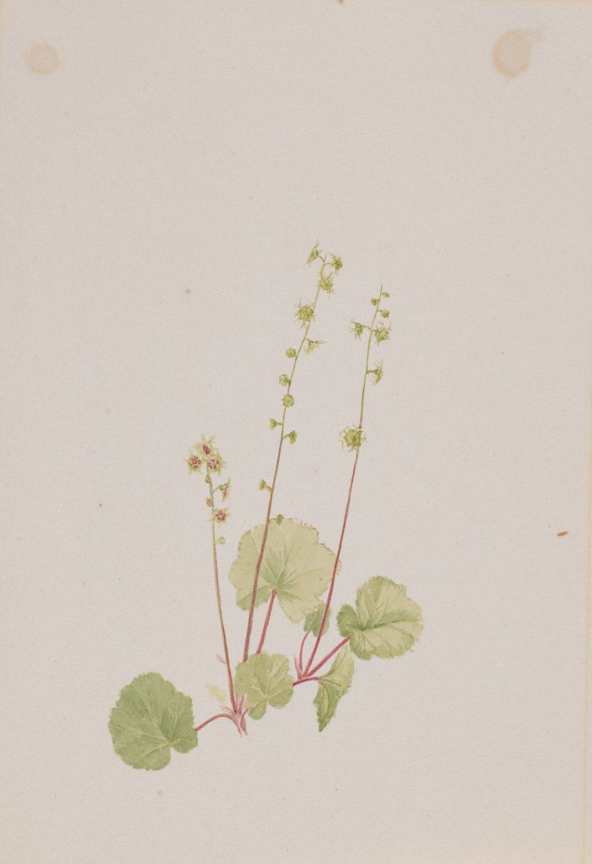  av Mary Vaux Walcott