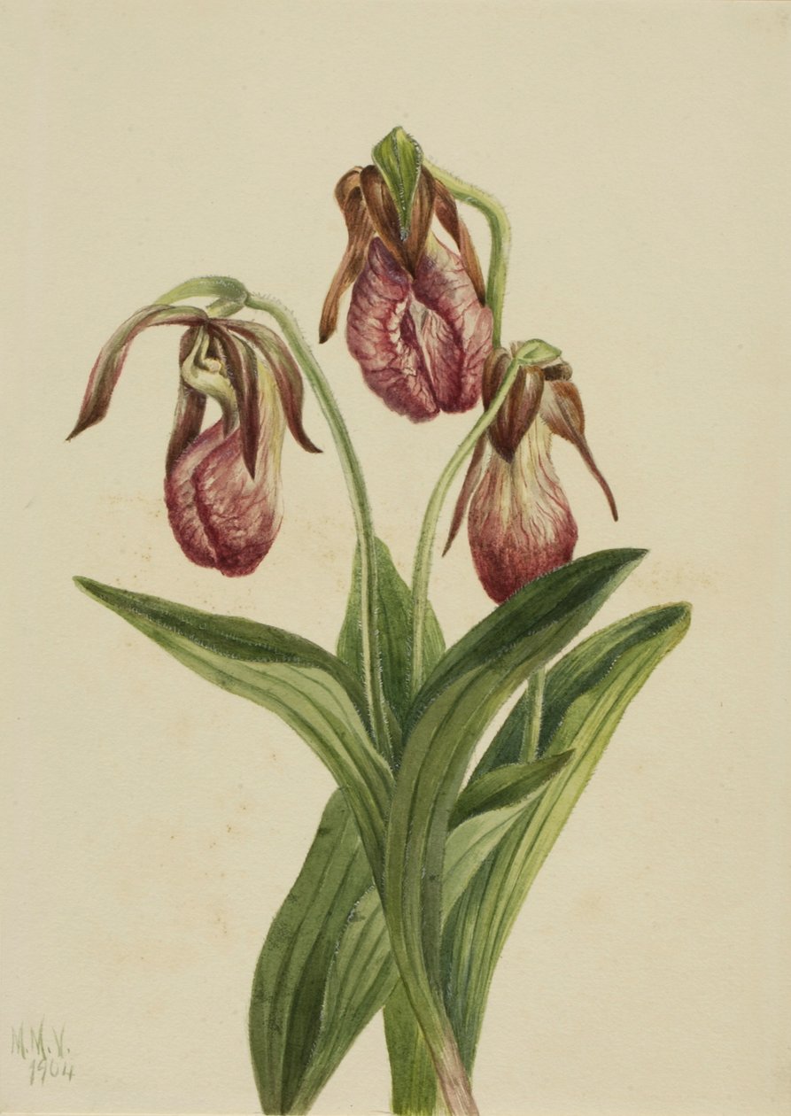  av Mary Vaux Walcott