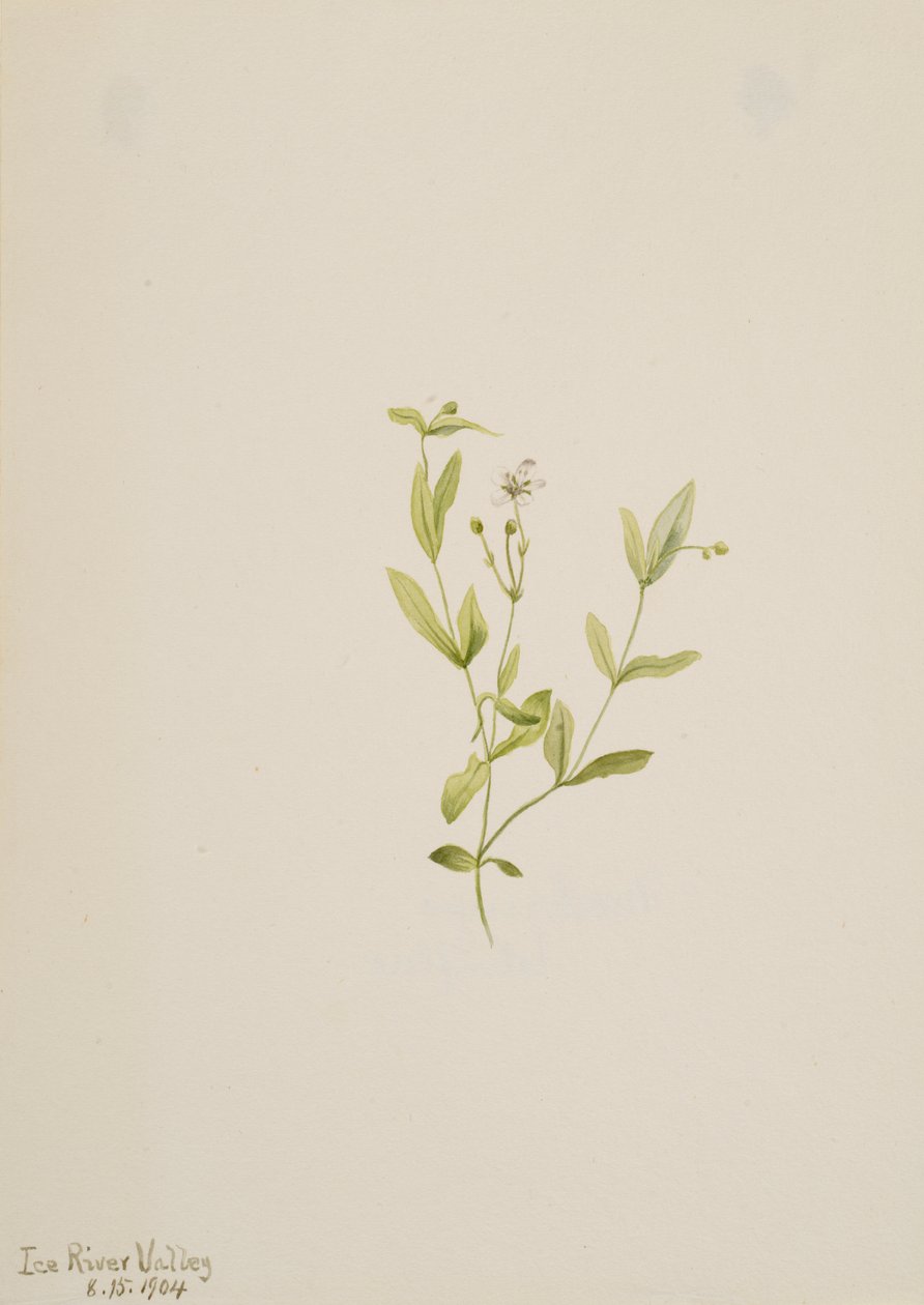Moehringia laberiflora, 1904. av Mary Vaux Walcott