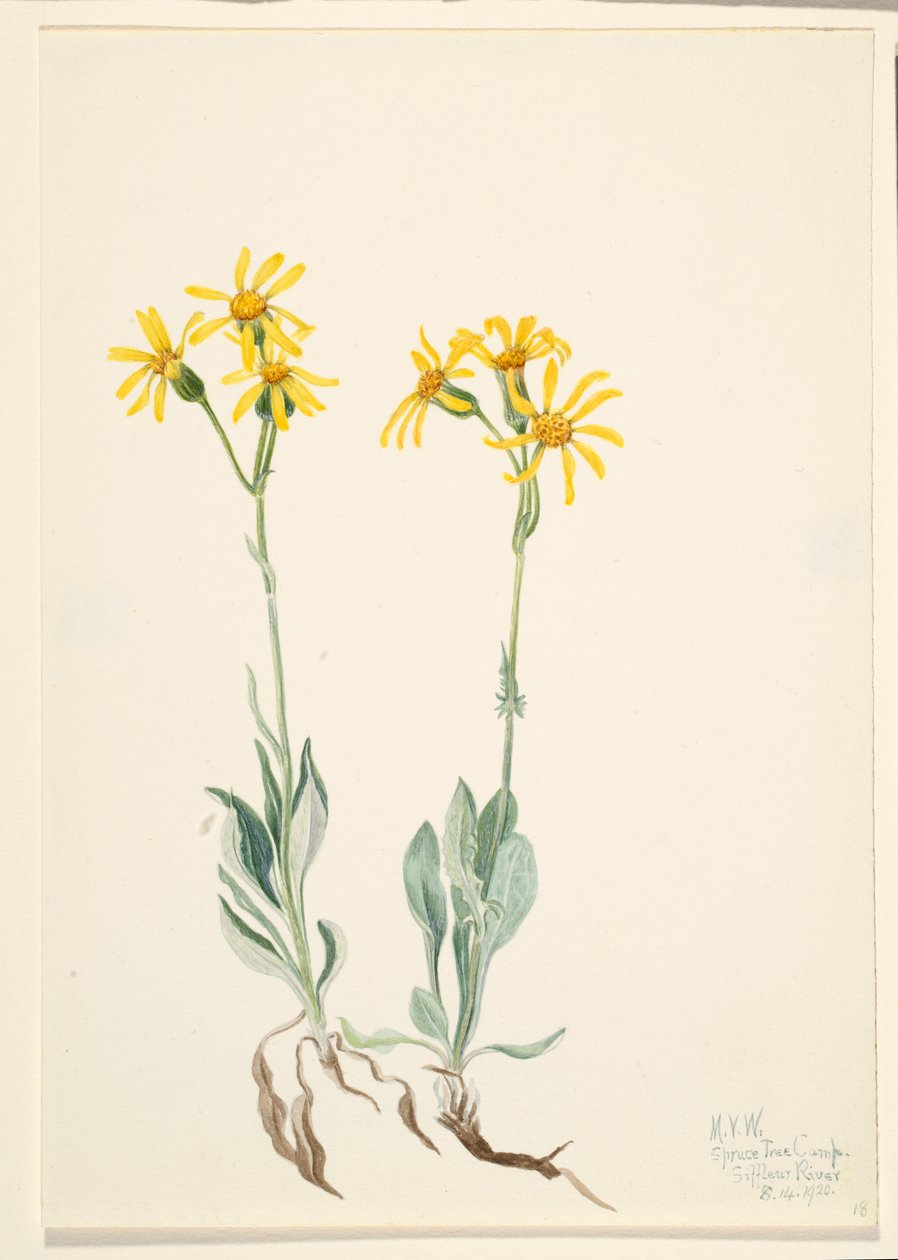  av Mary Vaux Walcott
