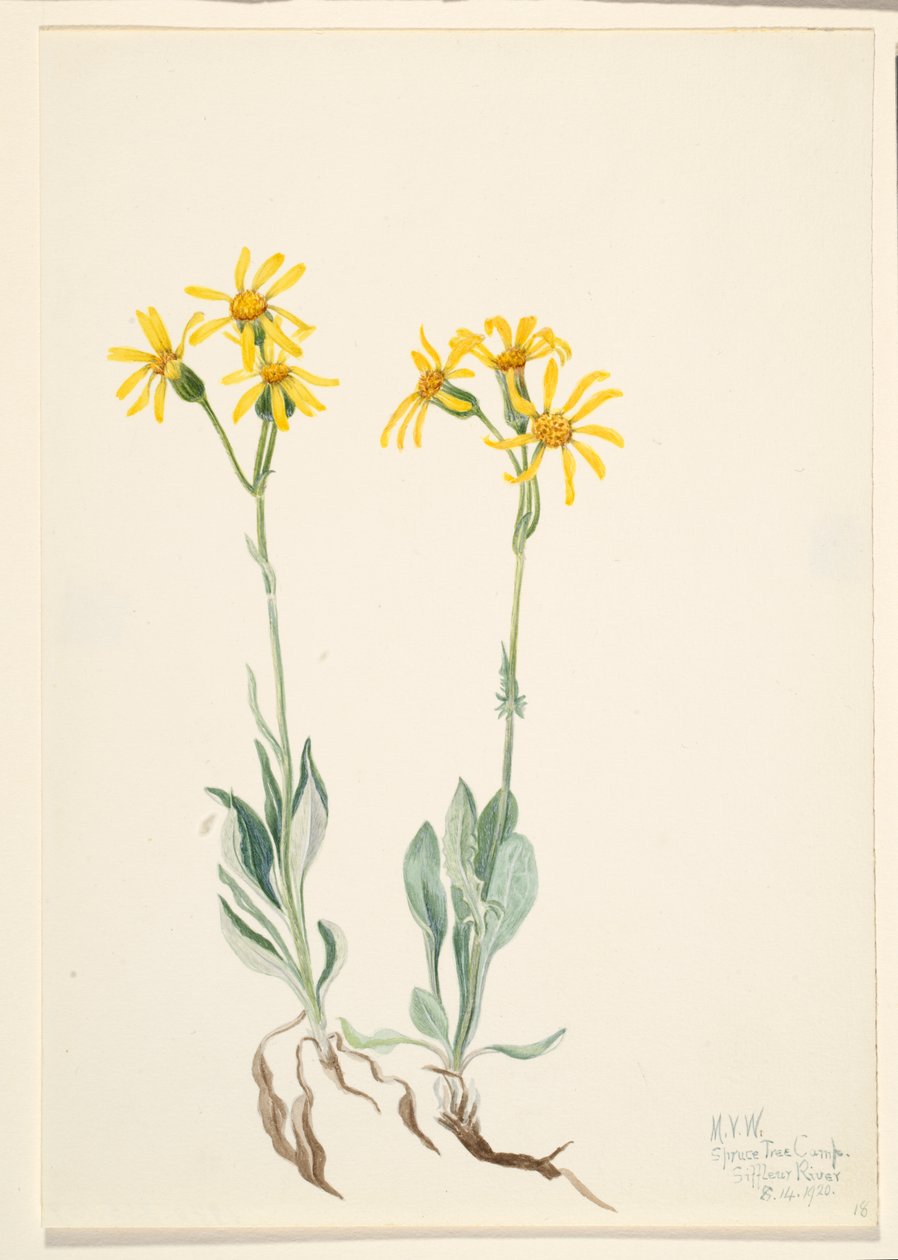 Montana Parnassia Parnassia montanesis, 1920. av Mary Vaux Walcott