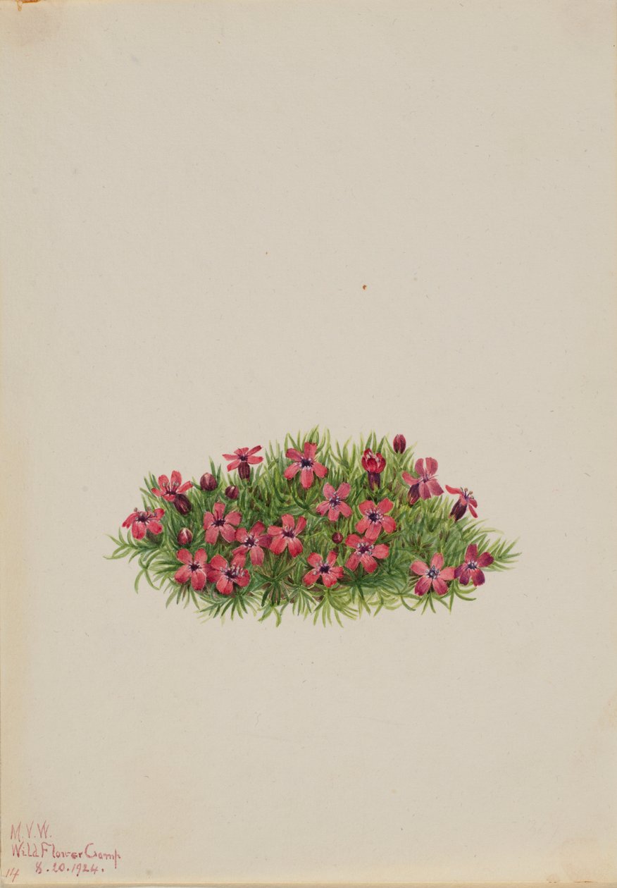  av Mary Vaux Walcott