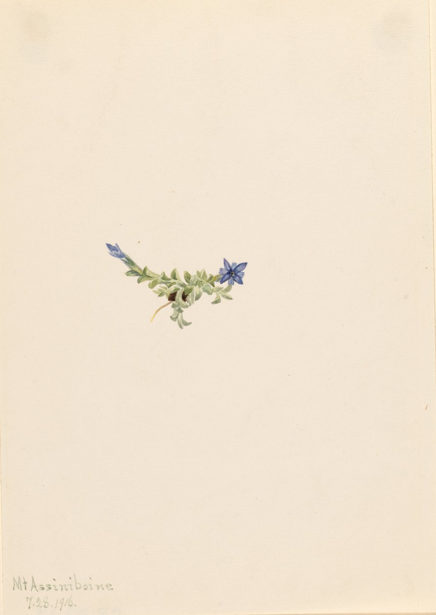  av Mary Vaux Walcott