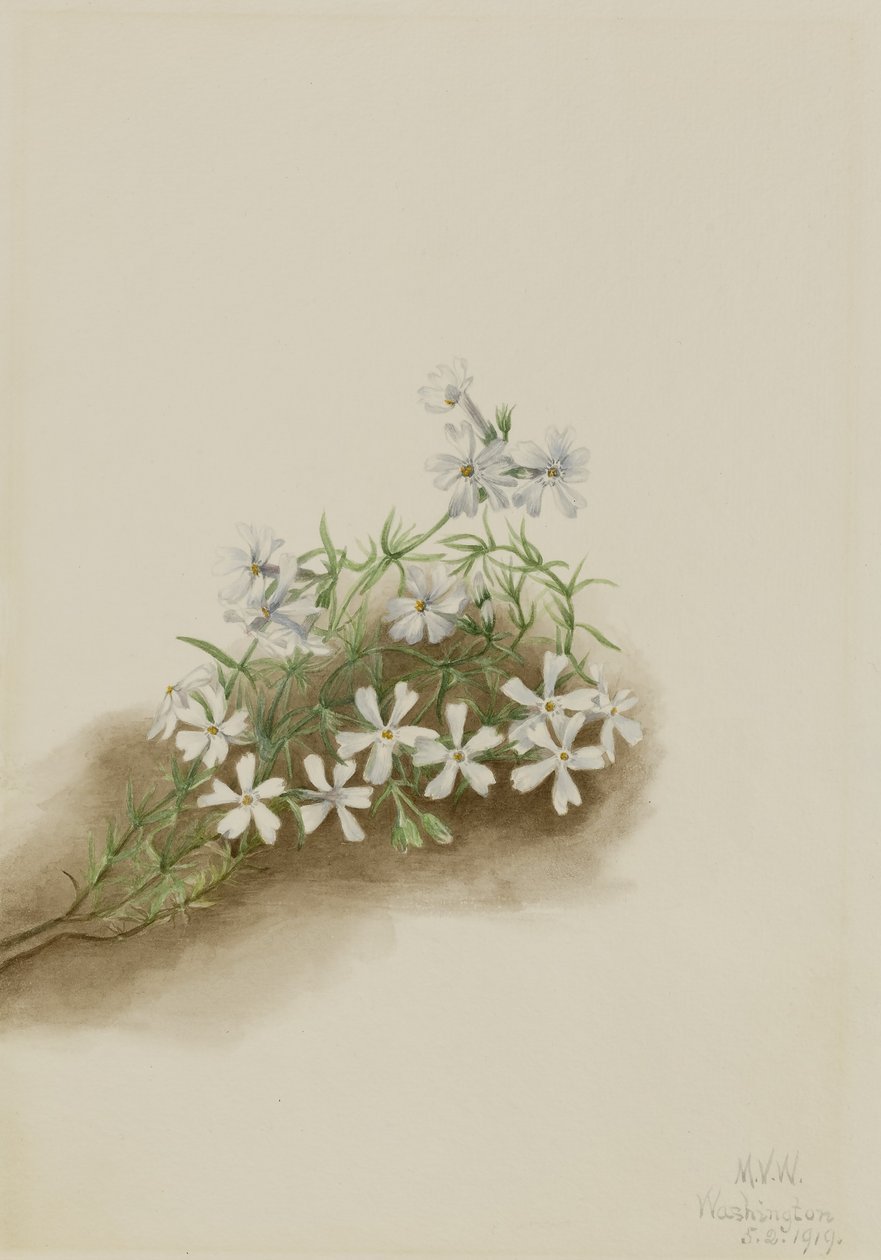  av Mary Vaux Walcott