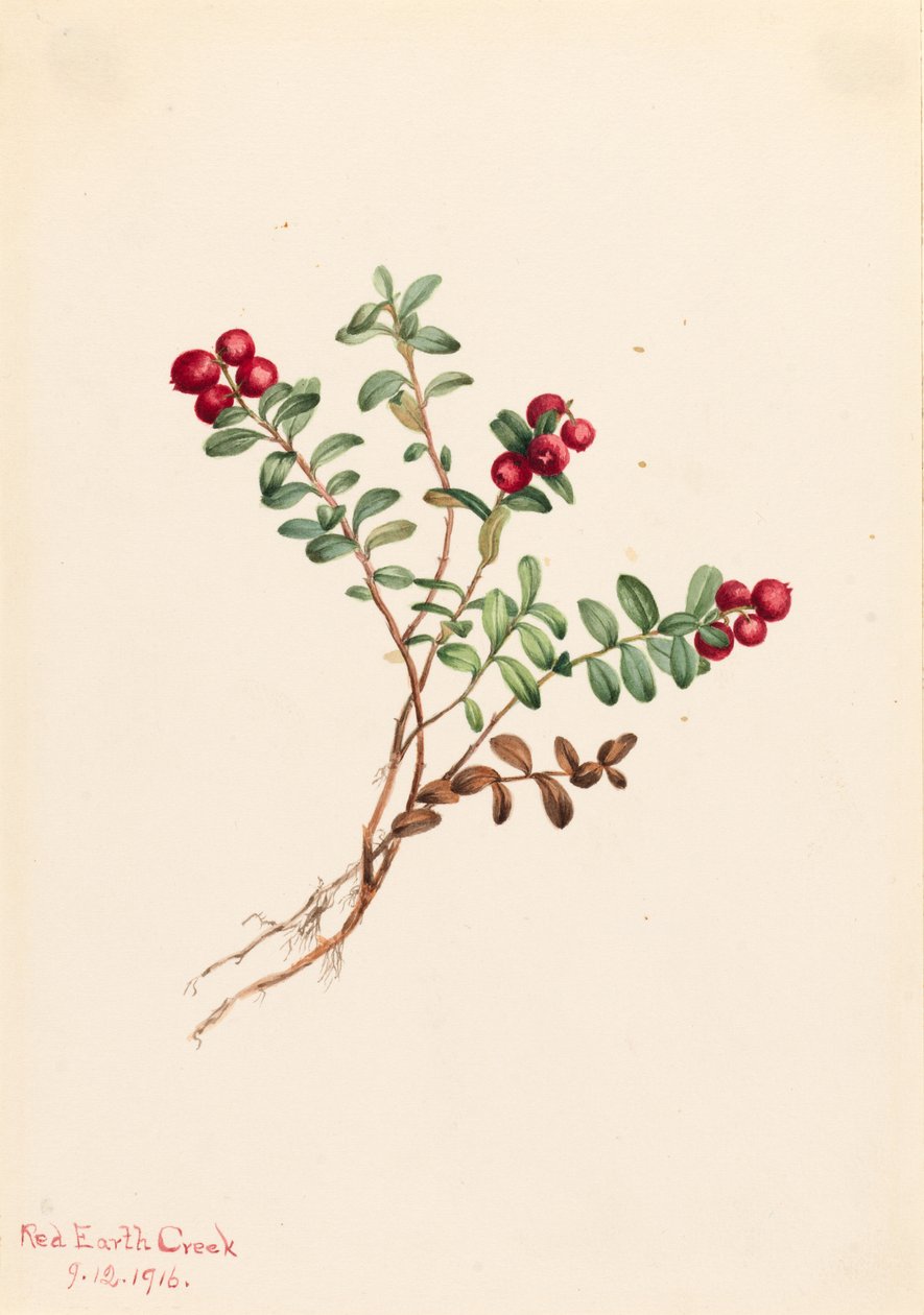  av Mary Vaux Walcott