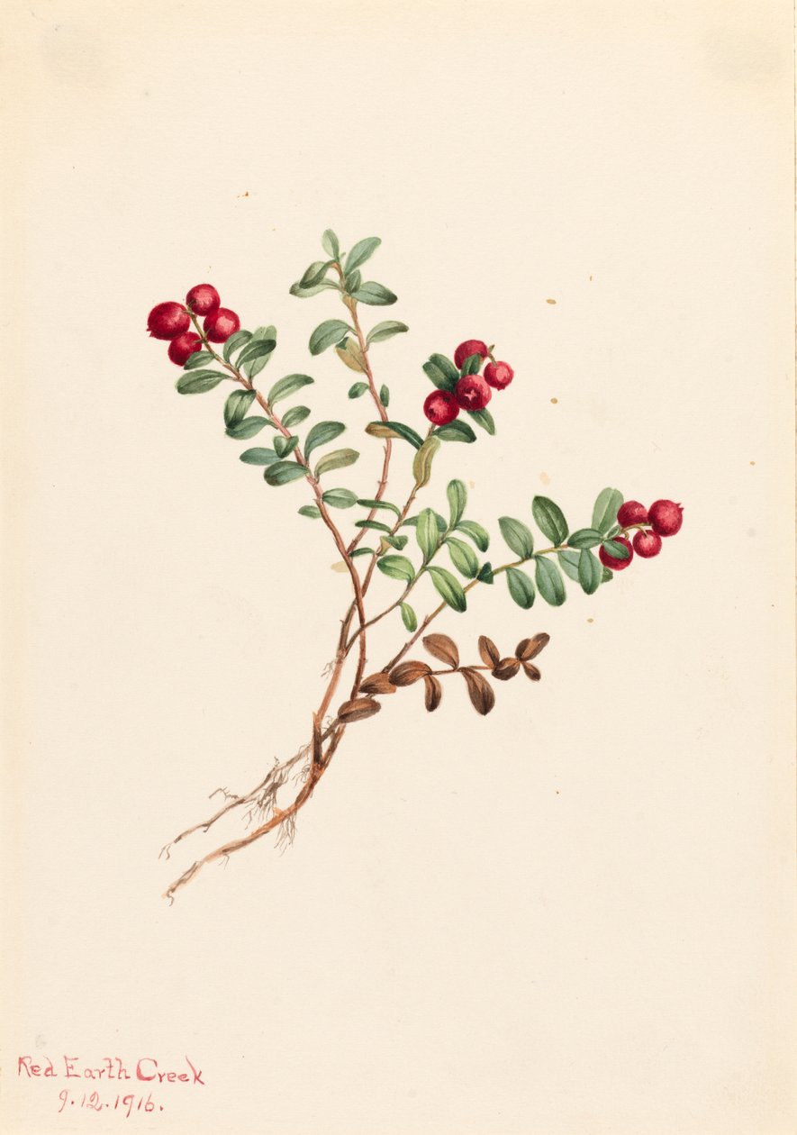 Mountain Cranberry Vaccinium vitisdaea minus, 1916. av Mary Vaux Walcott