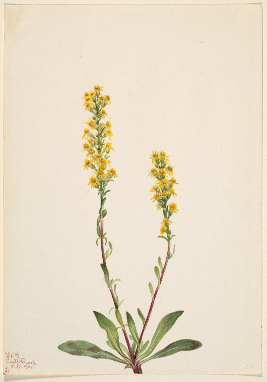  av Mary Vaux Walcott