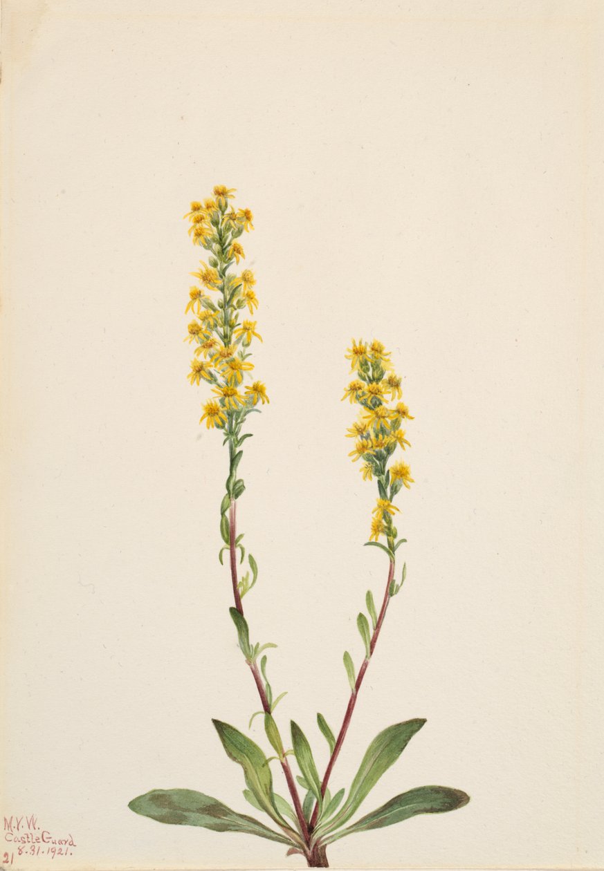 Mountain Goldenrod Solidarity Oreophila, av Mary Vaux Walcott