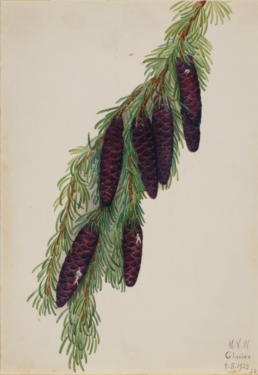  av Mary Vaux Walcott
