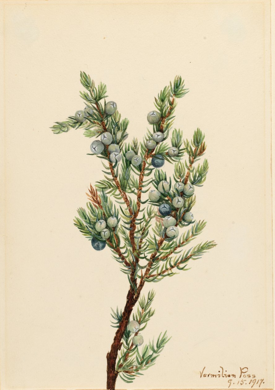  av Mary Vaux Walcott