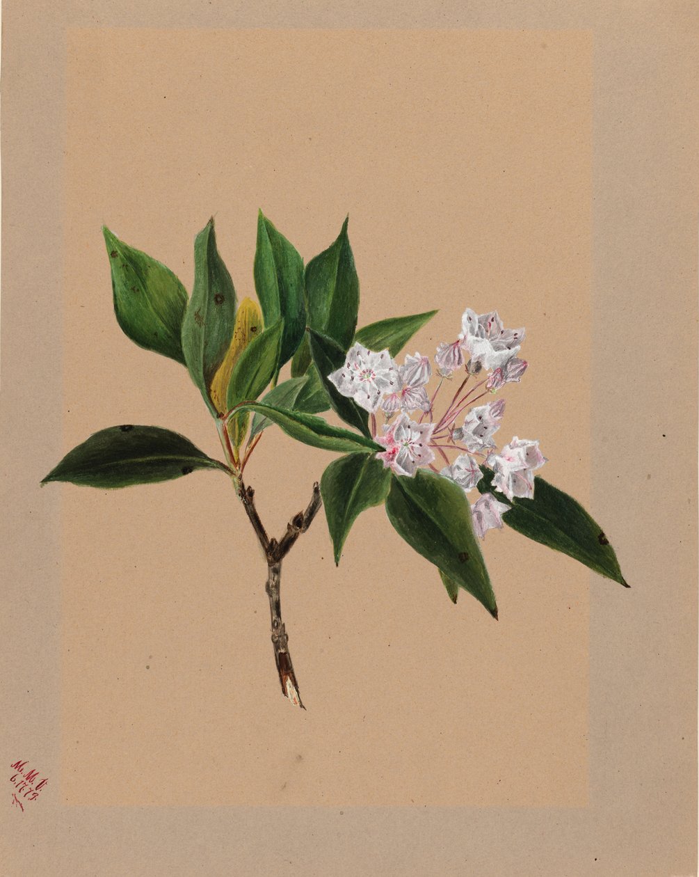  av Mary Vaux Walcott