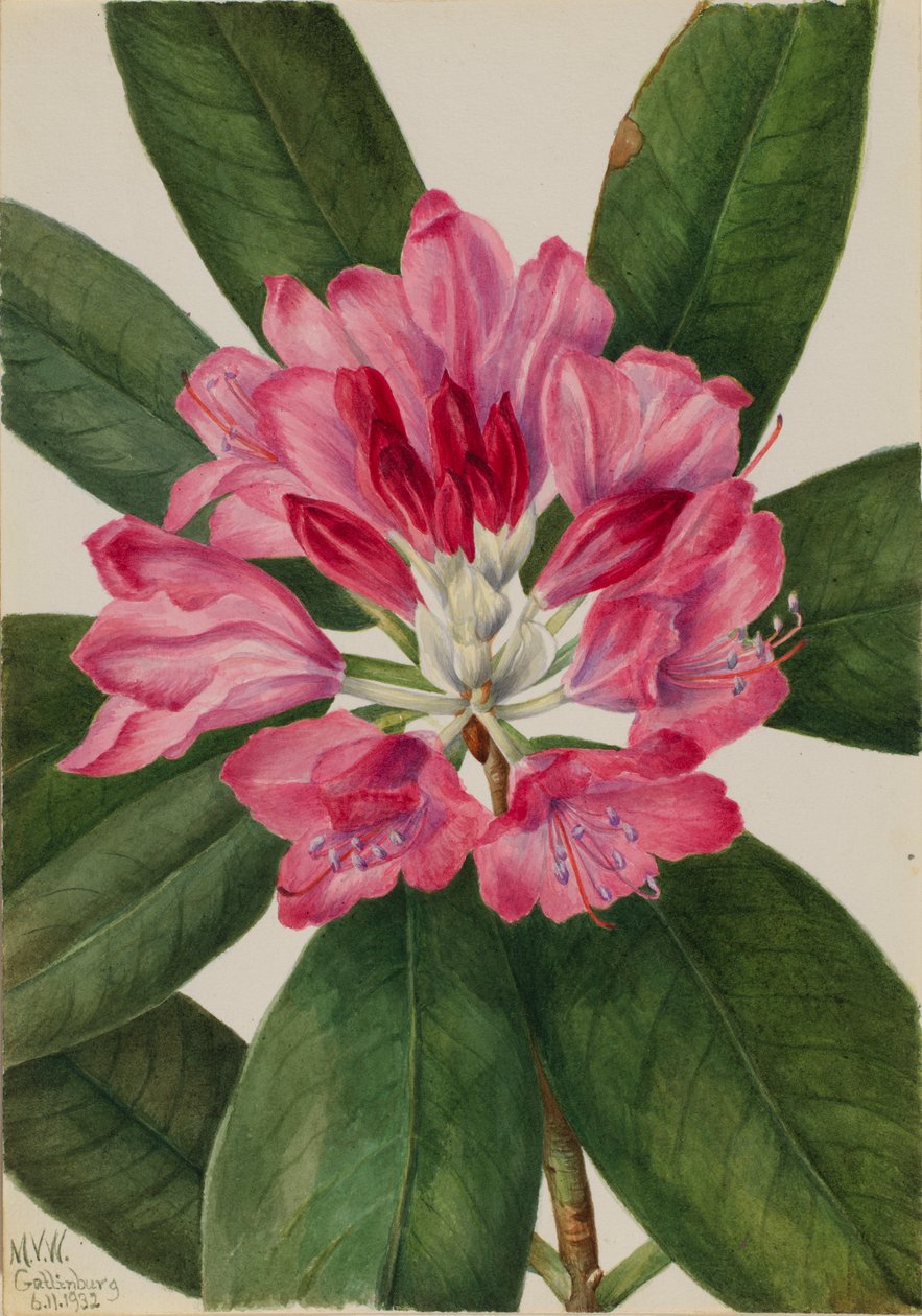  av Mary Vaux Walcott