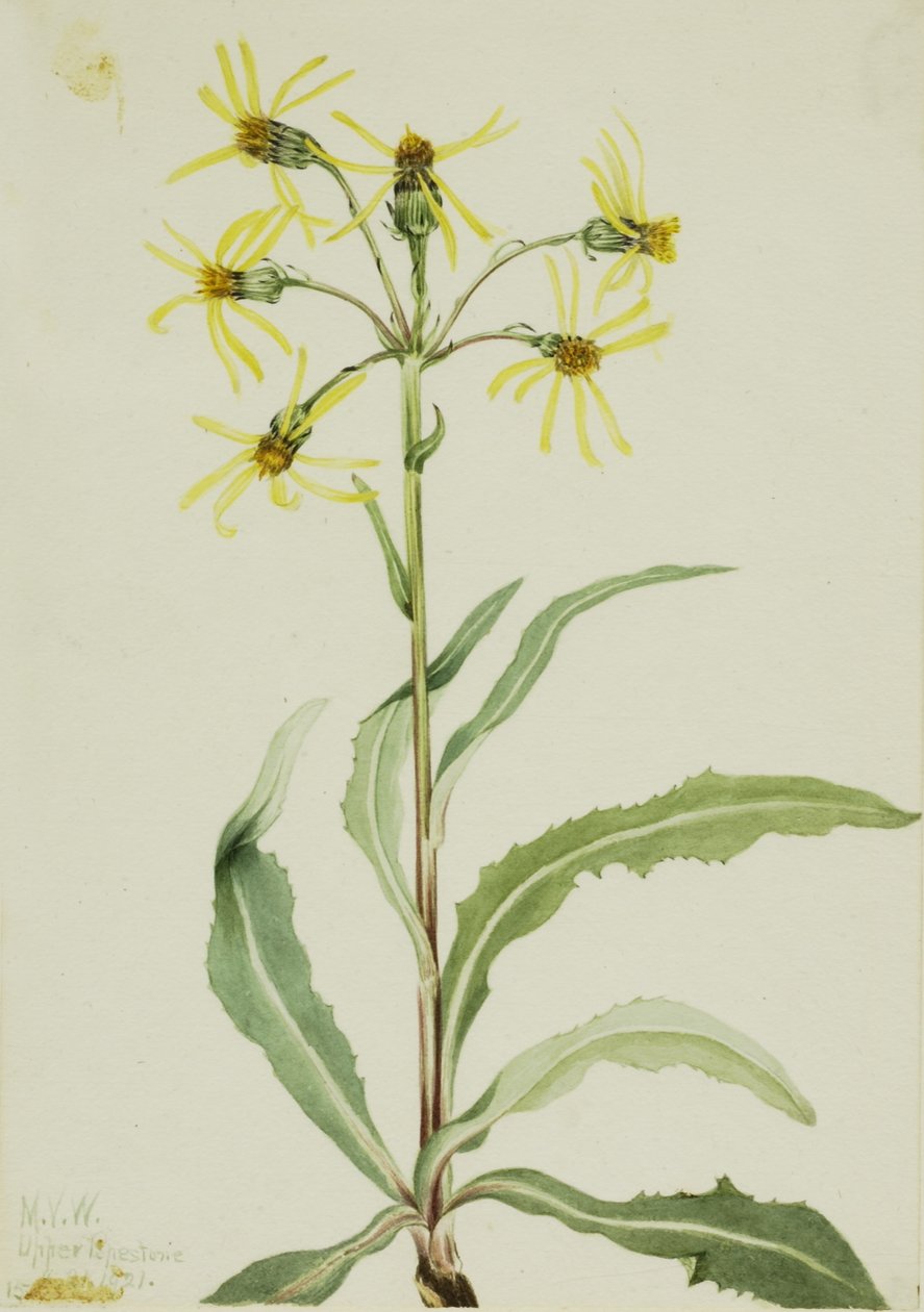  av Mary Vaux Walcott