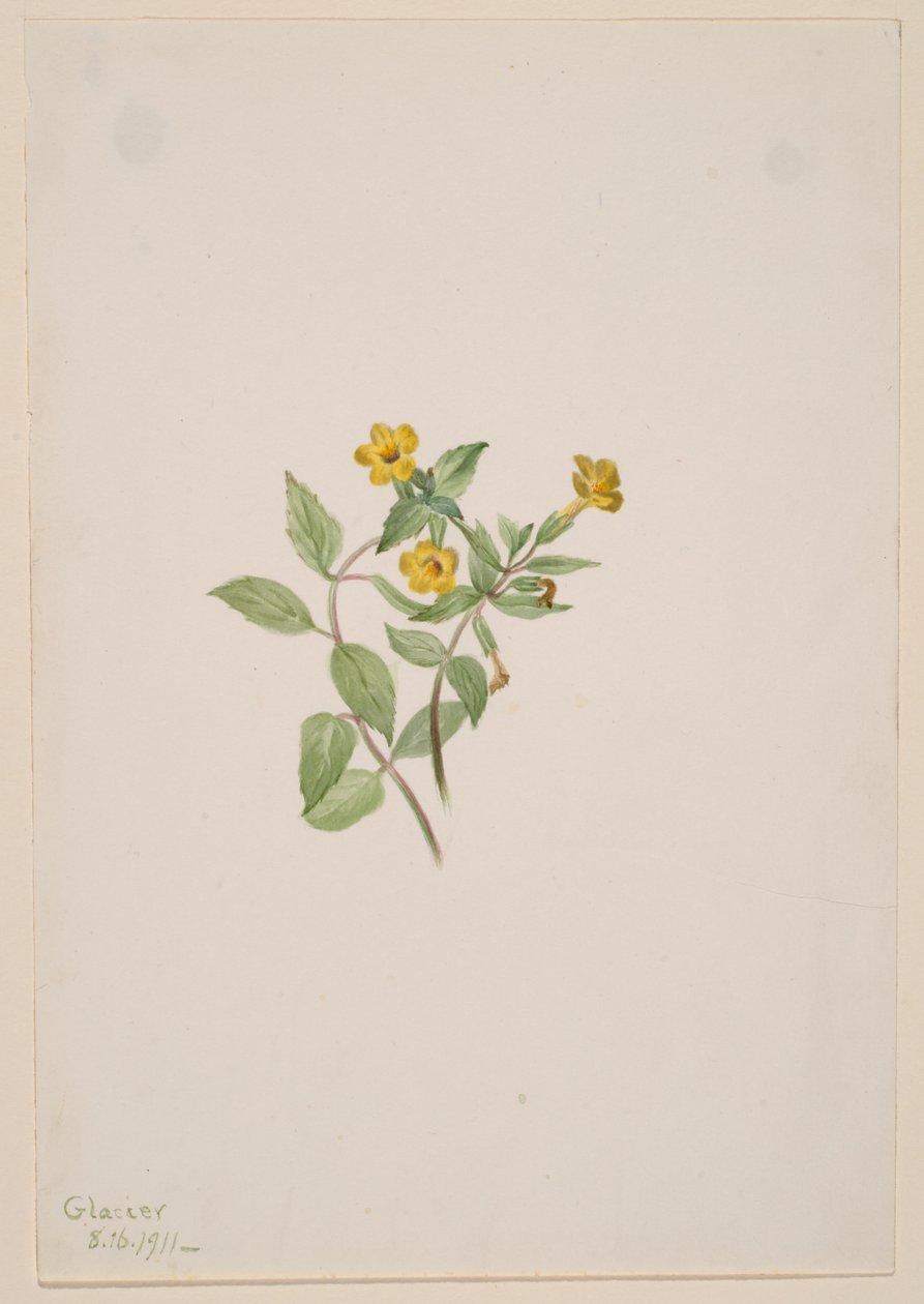  av Mary Vaux Walcott