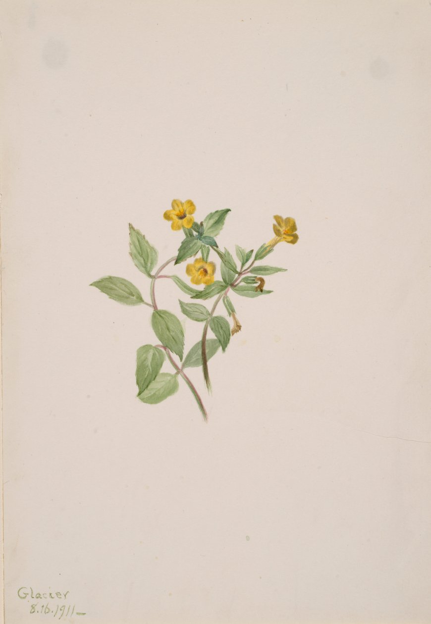 Moskusblomst Mimulus moschatus, 1911. av Mary Vaux Walcott