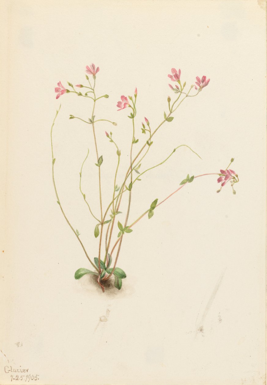  av Mary Vaux Walcott