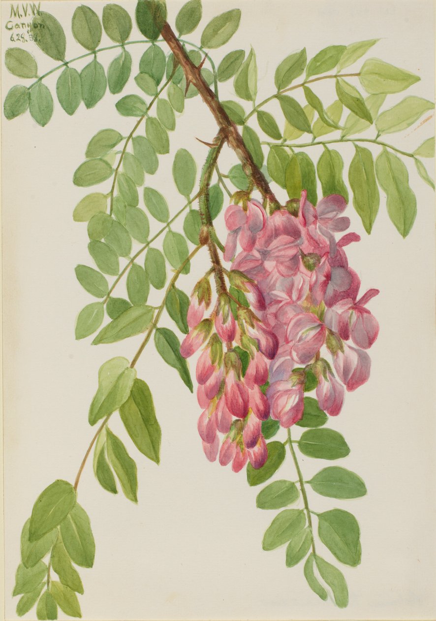  av Mary Vaux Walcott