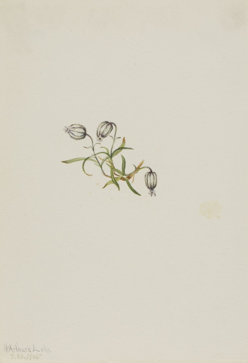  av Mary Vaux Walcott