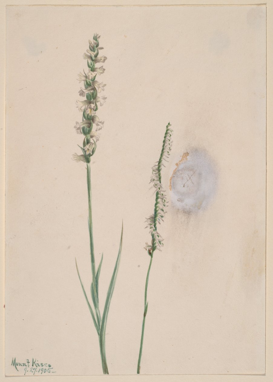 Nikkende damedresser Ibidium cernum, 1905. av Mary Vaux Walcott
