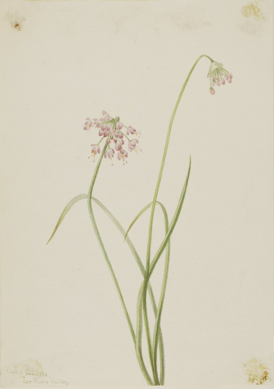  av Mary Vaux Walcott