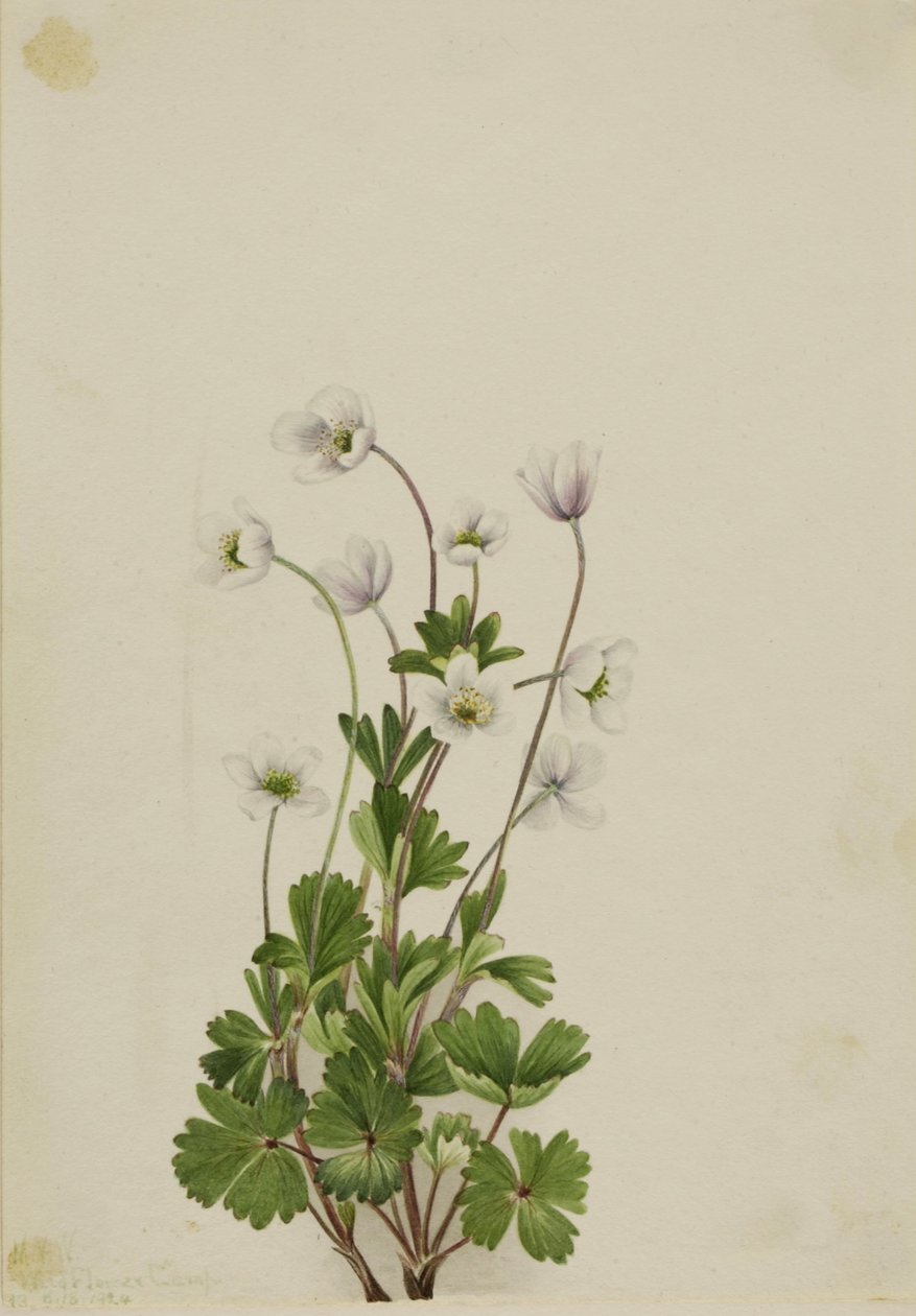  av Mary Vaux Walcott