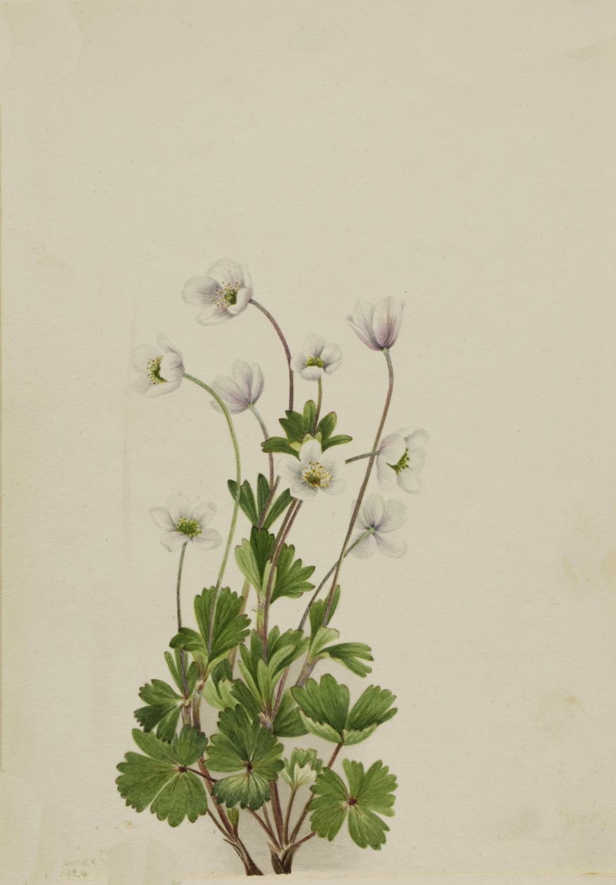 Northern Anemone Anemone parviflora, 1924. av Mary Vaux Walcott