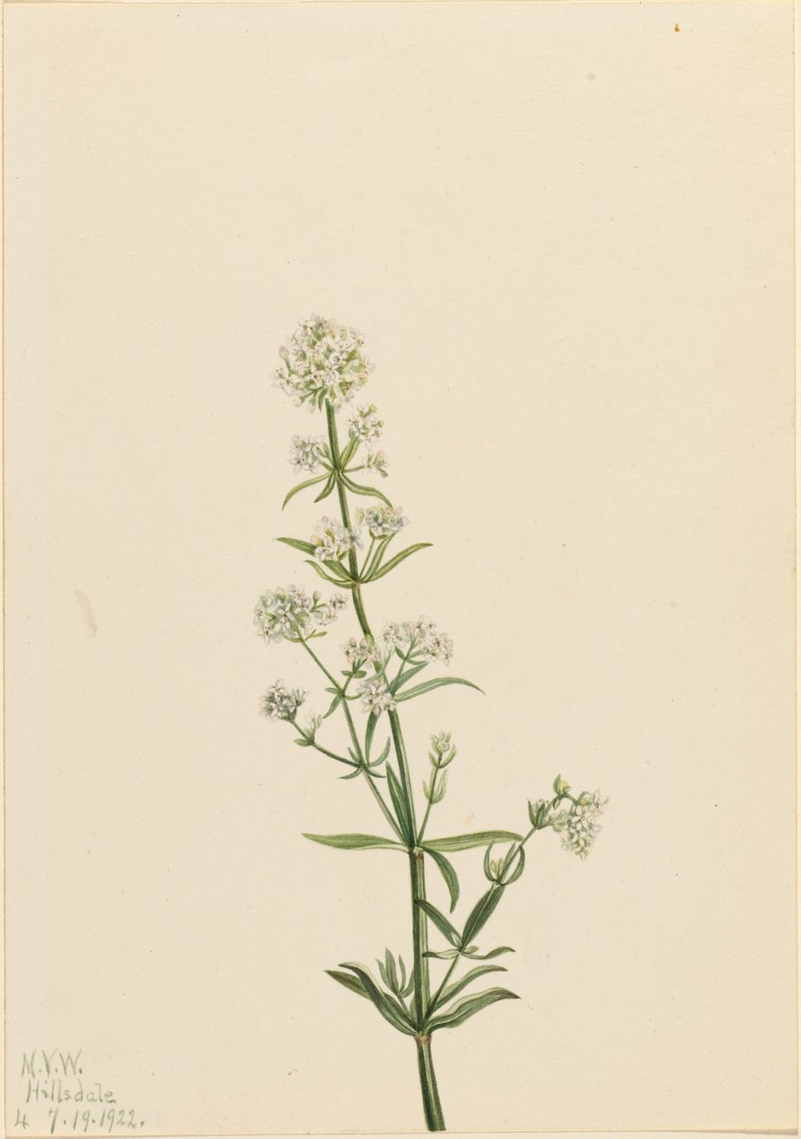  av Mary Vaux Walcott