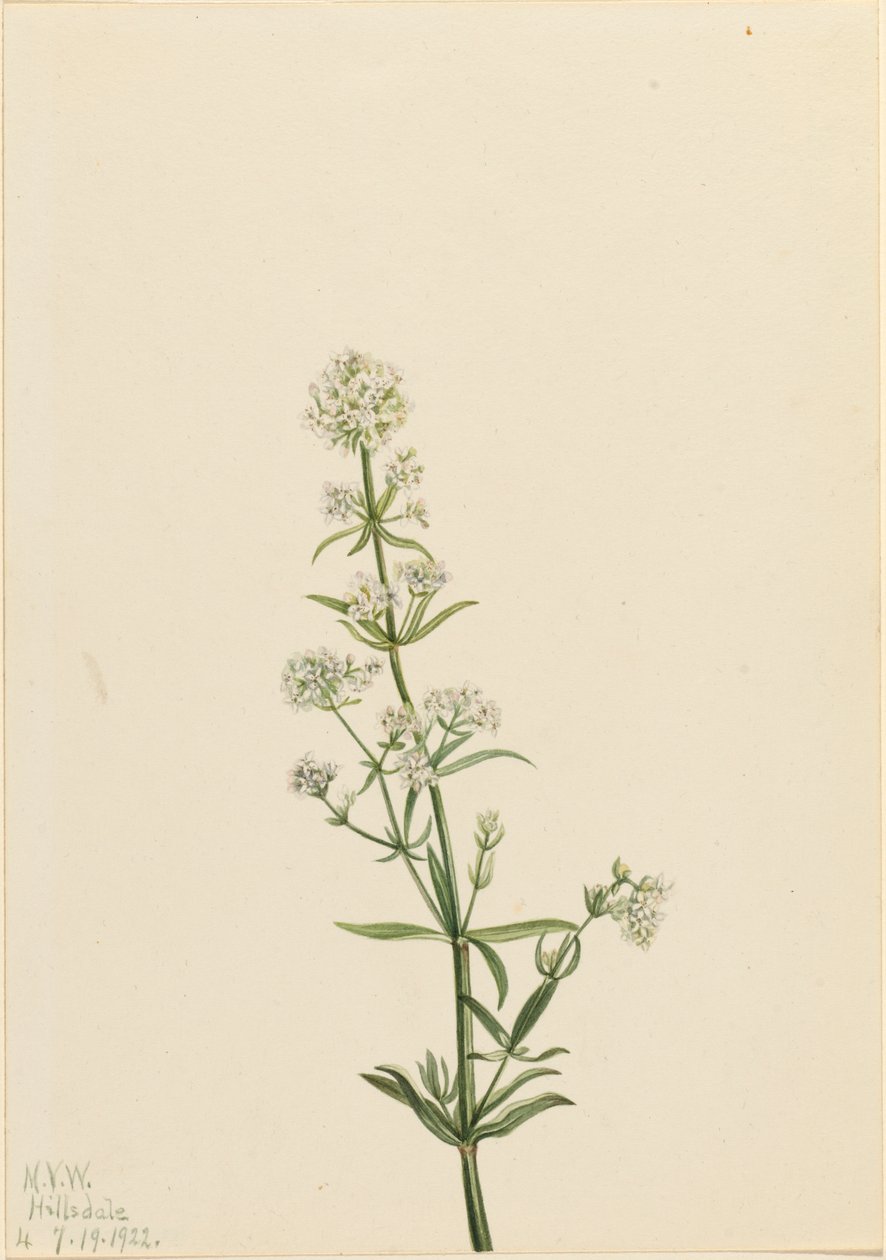 Northern Bedstraw Galium boreale, 1922. av Mary Vaux Walcott