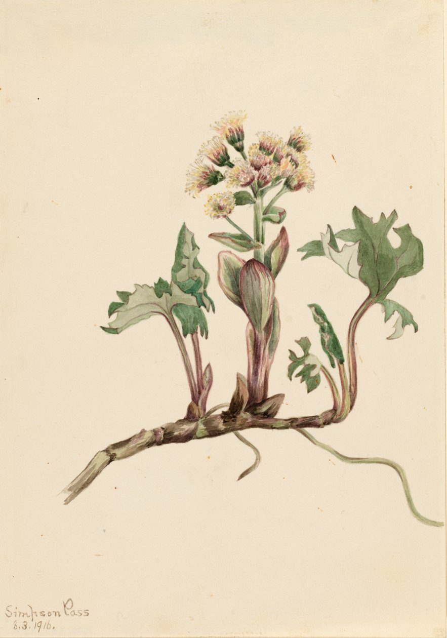 Northern Butterbur Petasites hyperboreus, 1916. av Mary Vaux Walcott