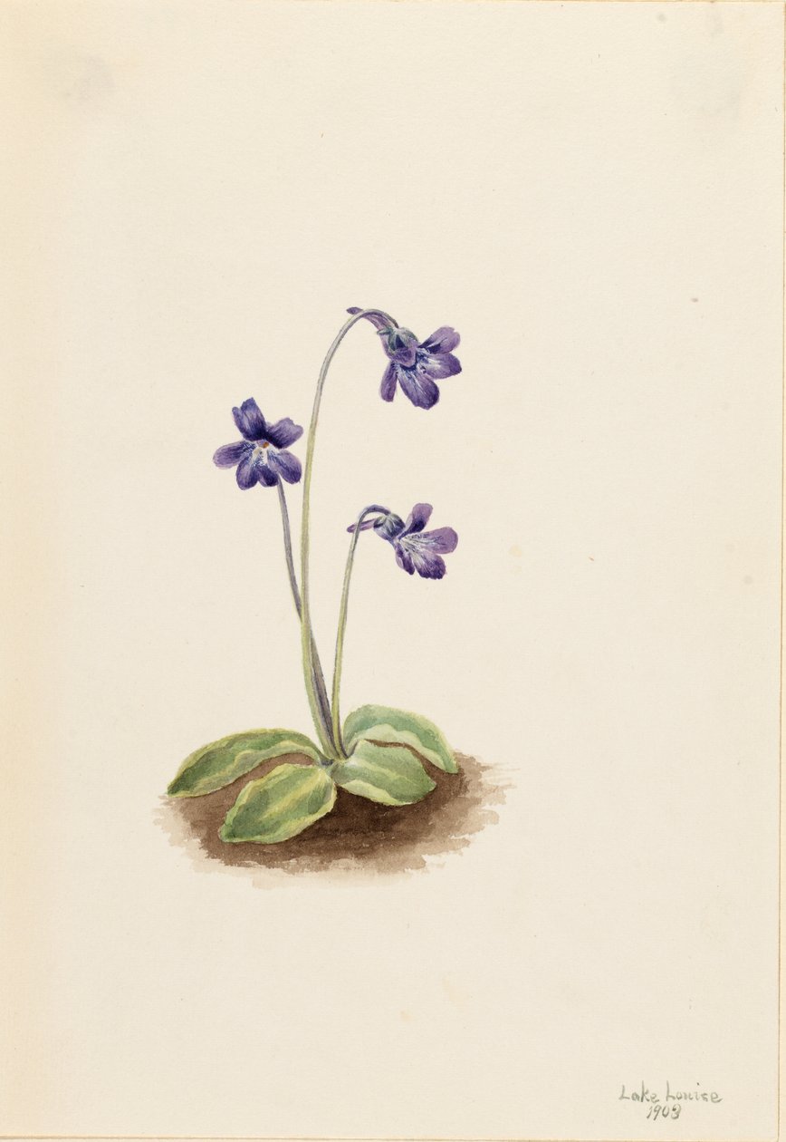  av Mary Vaux Walcott