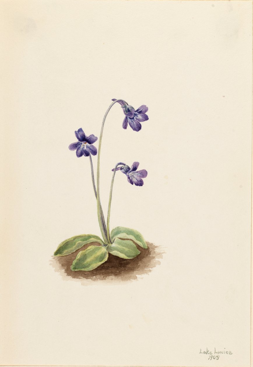 Nordlig smørurt Pinguicula vulgaris, 1903. av Mary Vaux Walcott