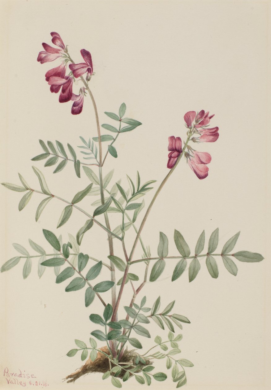  av Mary Vaux Walcott