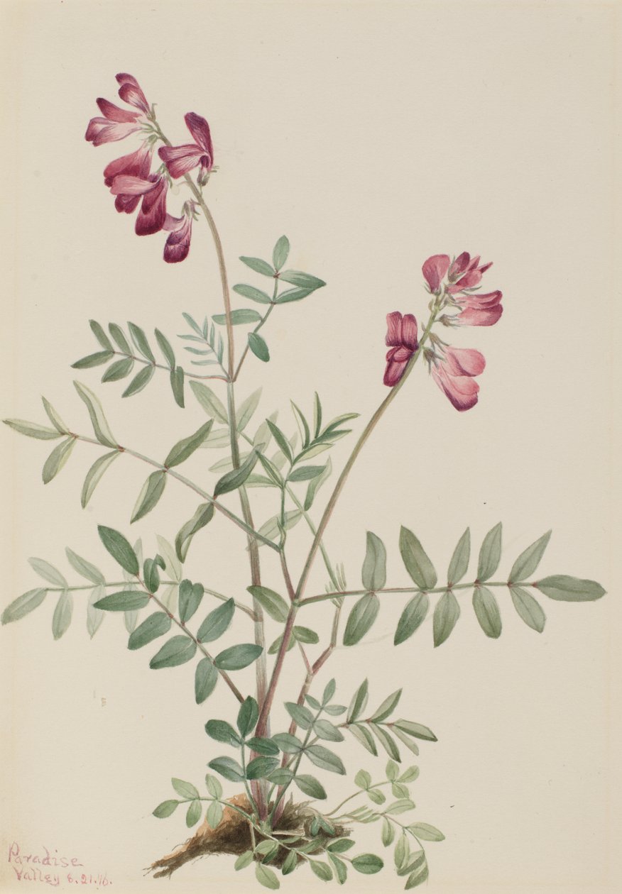 Northern Hedysari Hedysari boreale, 1916. av Mary Vaux Walcott