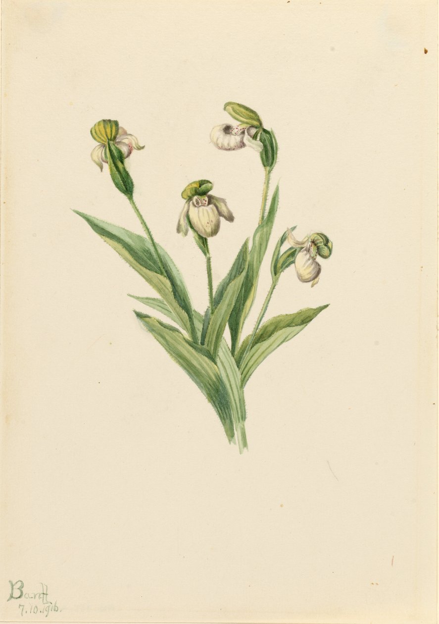  av Mary Vaux Walcott