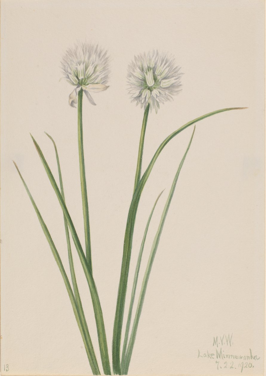 Northern Onion Allium sibiricum, 1920.    1139783   no       norwegian Successfully Translated  Original: Pijprokende man Translat: Pijprokende man 1381260 no norwegian Successfully Translated Original: Cut Rocks, c.1837 (pencil, watercolor and gouache on  av Mary Vaux Walcott