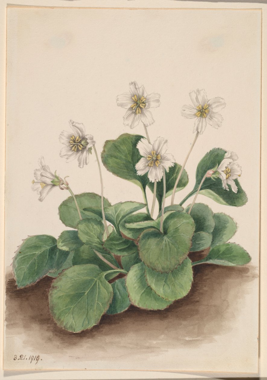 av Mary Vaux Walcott