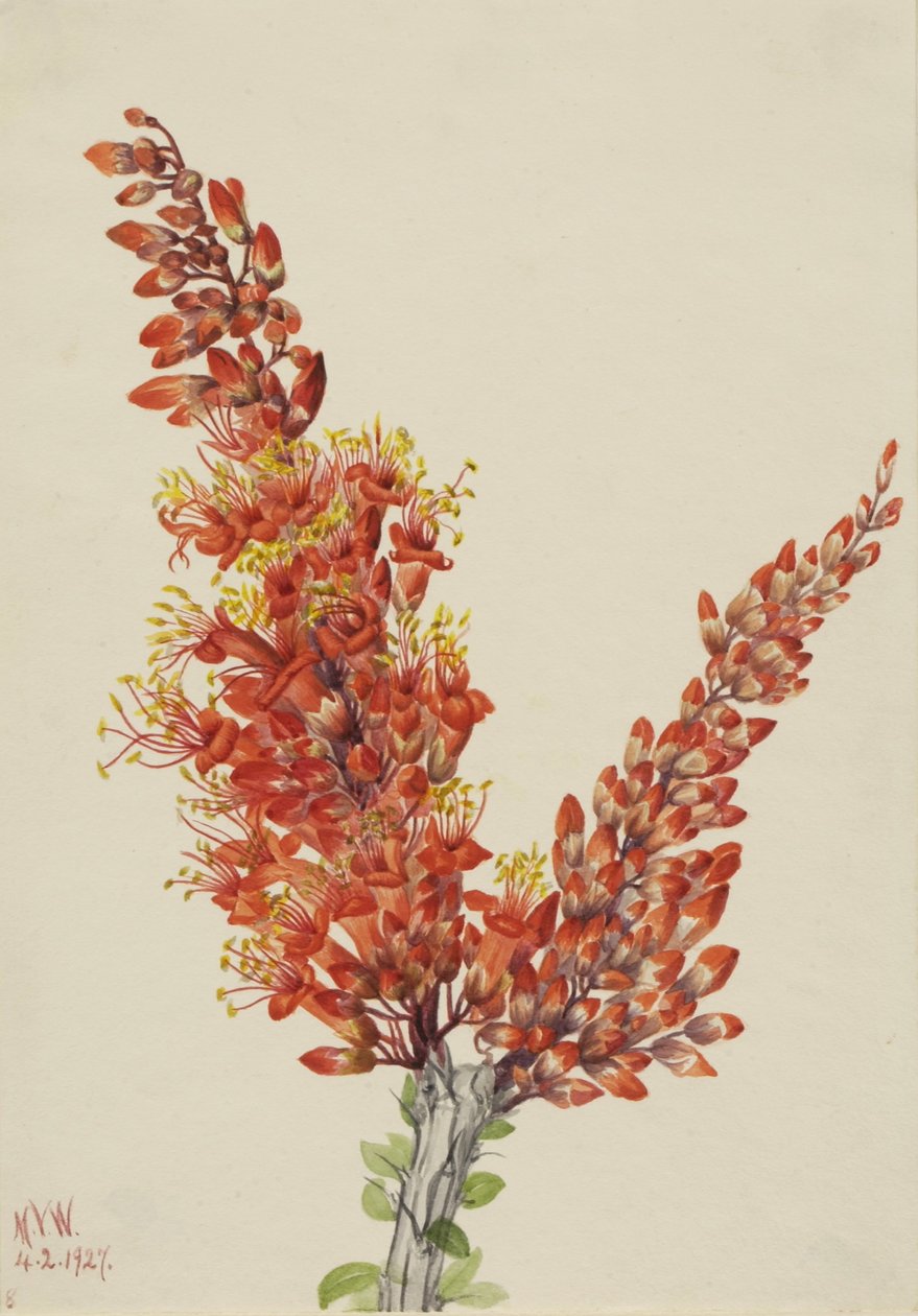  av Mary Vaux Walcott