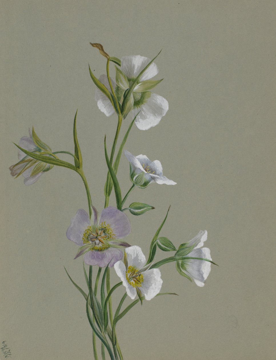  av Mary Vaux Walcott