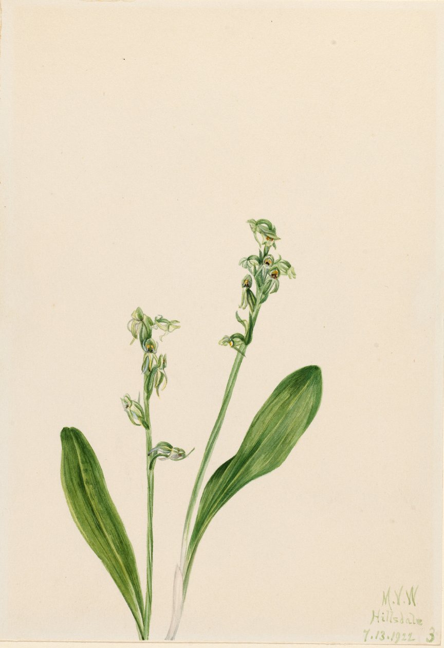  av Mary Vaux Walcott