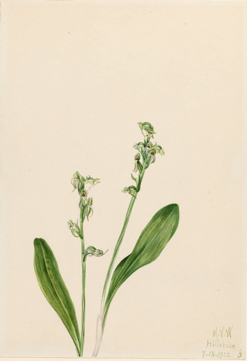 En-blad-myr-orkide Habenaria obtusata, 1922. av Mary Vaux Walcott