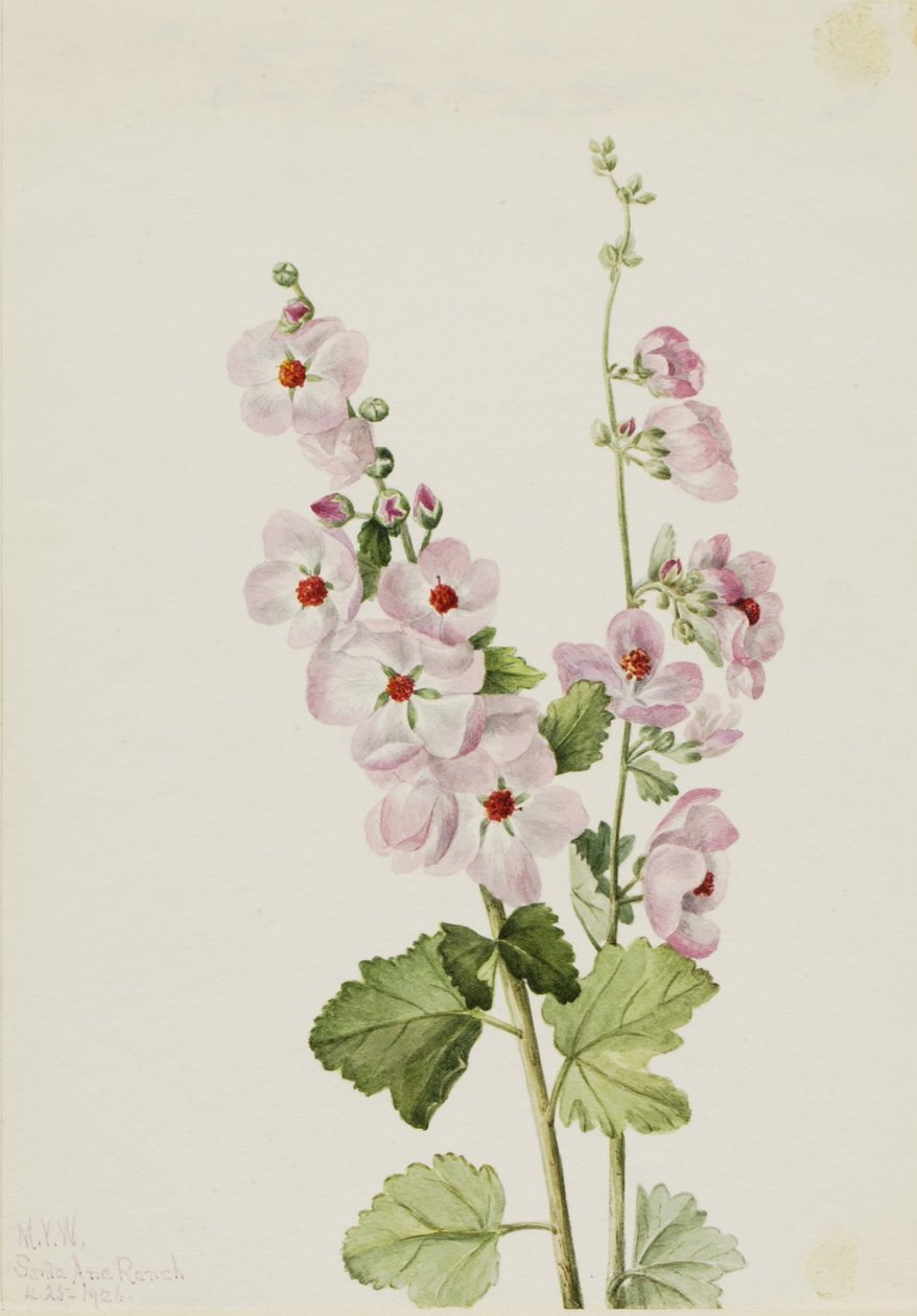  av Mary Vaux Walcott