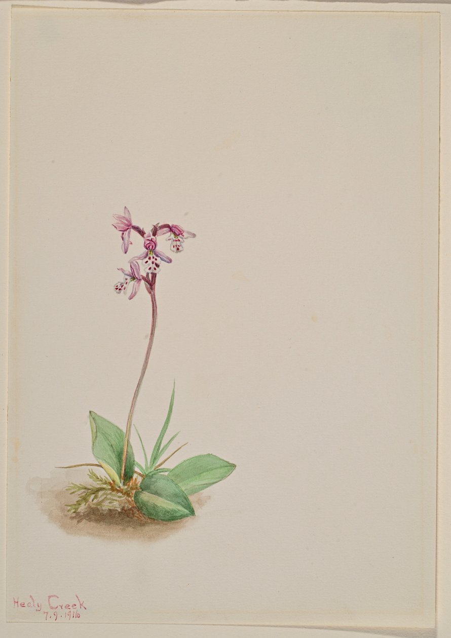 av Mary Vaux Walcott