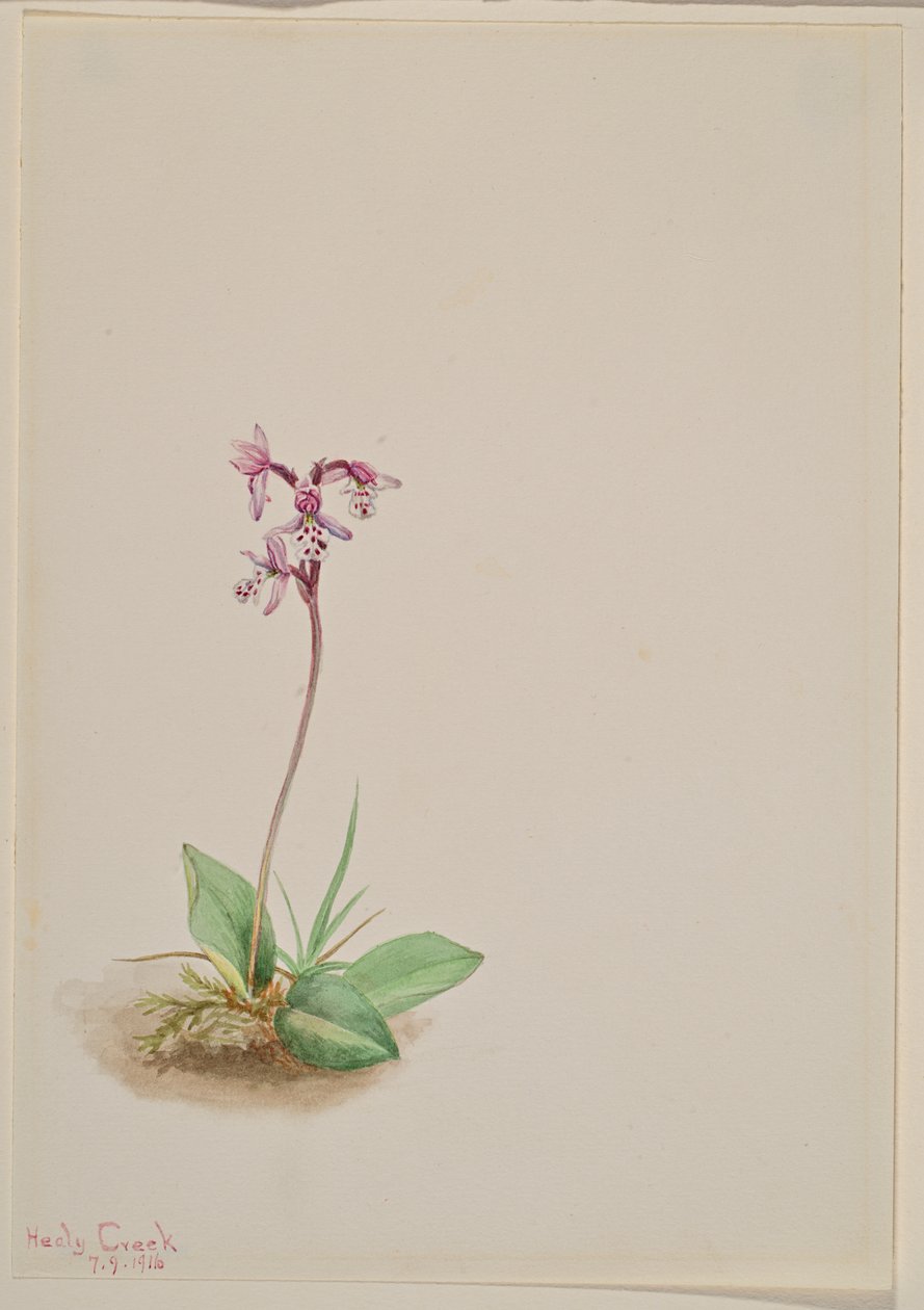Orchis Orchis rotundifolia, 1916. av Mary Vaux Walcott