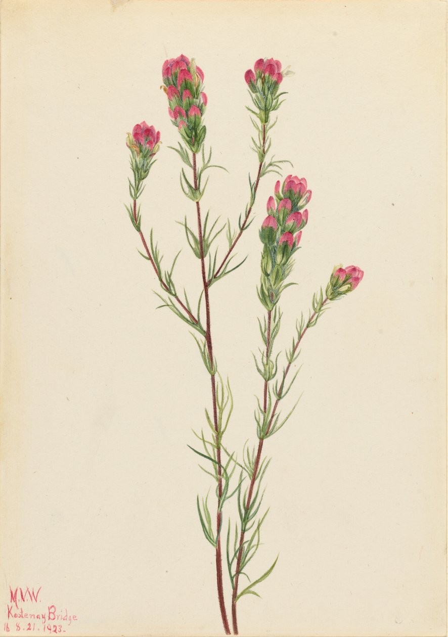  av Mary Vaux Walcott