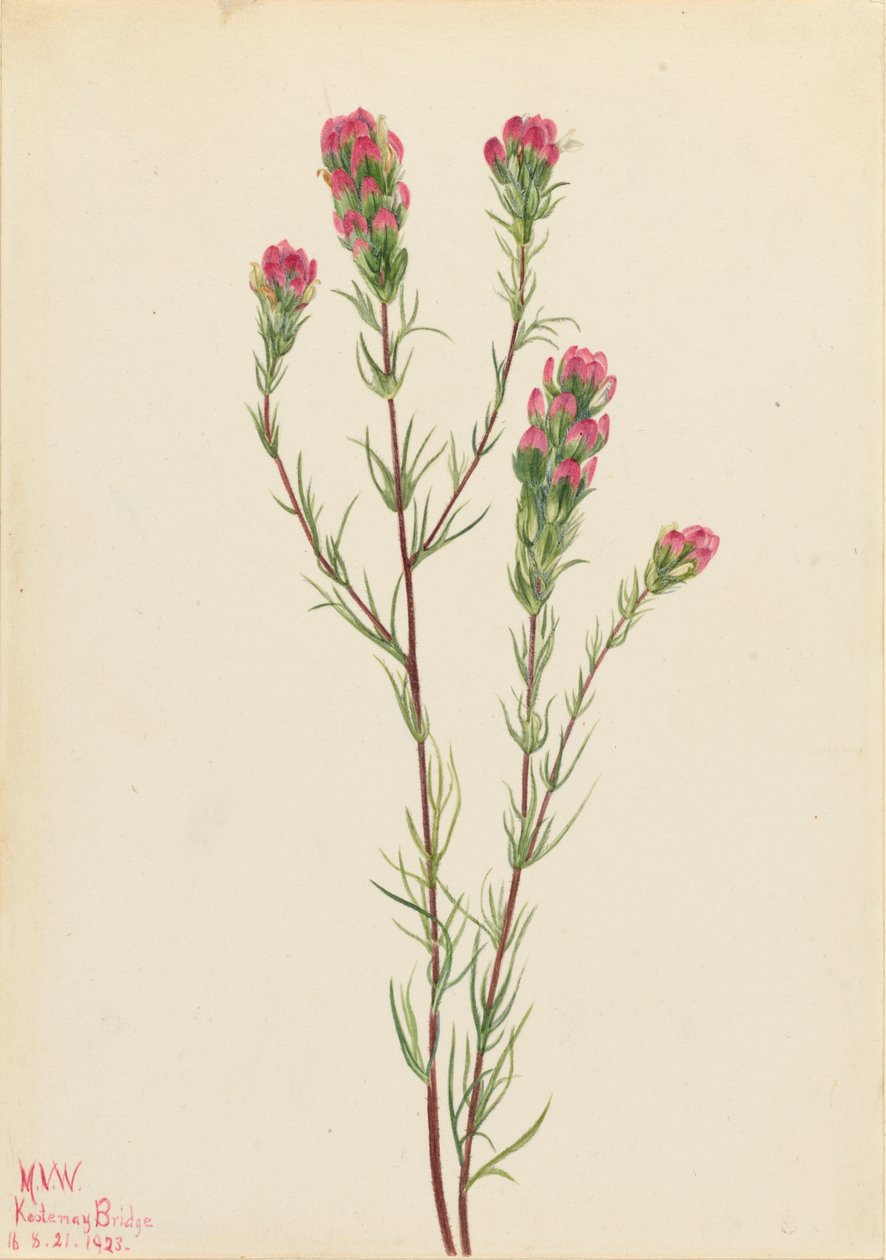 Uglekløver Orthocarpus tenuifolius, 1923. av Mary Vaux Walcott